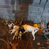 سگ پوینتر انگلیسی و ۵ توله