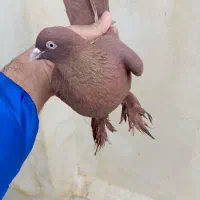 لوتی ساری قرمز