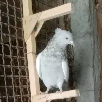 ماده سینه سوسنی|پرنده|مرودشت, کوشک|دیوار