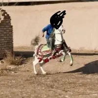 مادیون فروشی اسب
