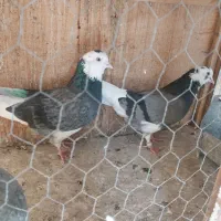 کفتر ی کبوتر|پرنده|تهران, آذری|دیوار