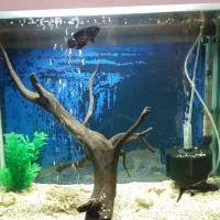 آکواریوم شرکتی|ماهی|تبریز, |دیوار
