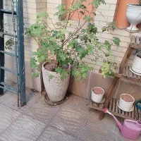 گل و گلدان ها|گل و گیاه طبیعی|یزد, |دیوار