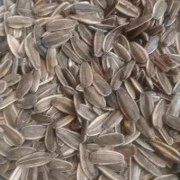 تخمه کانادایی