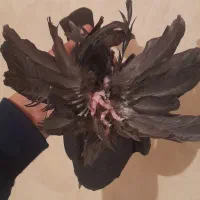 فروشی|پرنده|اهر, |دیوار