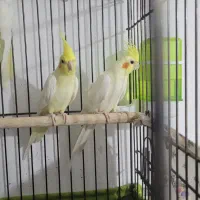 طوطی عروس هلندی