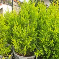 کاج لاوسون طلایی