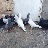 کبوتر قلدر و هوایی|پرنده|مشهد, مشکینی (شهرک غرب)|دیوار