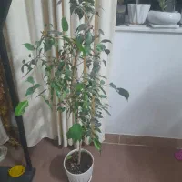 فروش گل آپارتمانی|گل و گیاه طبیعی|سراب, |دیوار