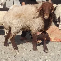 قوچ نژاد افشار