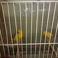 قناری|پرنده|زارچ, |دیوار