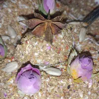 ادویه دستساز ارگانیک عطر ماندگار
