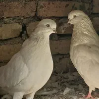 کبوتر نوک چشم سفید|پرنده|شهریار, شهرک بهاران (ویره)|دیوار