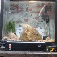 آکواریوم و ماهی گوپی|ماهی|زاهدان, |دیوار