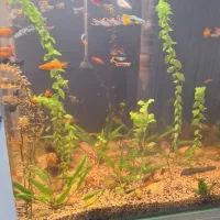 اکواریوم پلنت شیشه خم|ماهی|قم, شاه سید علی|دیوار