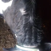 گوساله سمینتال سرکدار درجه یک