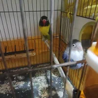 طوطی برزیلی مولد و یک ماده تک