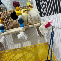 عر‌وس هلندی لوتینو بالغ نر و‌ماده