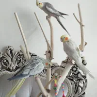 فروش عروس هلندی بازیگوش