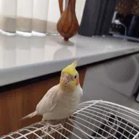 عروس هلندی نر سخنگو دستی همراه قفس|پرنده|تهران, مقدم|دیوار
