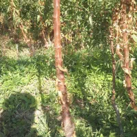 نهال فروشی در شیخ حسن