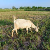 بز سانن و میش و فروشی