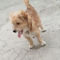 فروش و معاوضه سگ شیتزو تریر