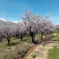 فروش باغ ۹۰۰متر روستای شکرآباد اردل|فروش زمین و ملک کلنگی|اردل, |دیوار