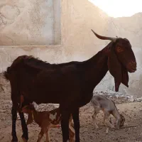 بز پاکستانی