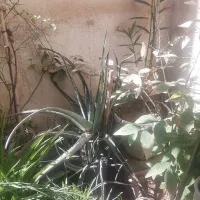 گل آلوورا|گل و گیاه طبیعی|تهران, هاشم‌آباد|دیوار