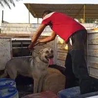 سگ دزدیده شده