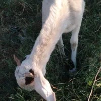 نربز پاکستانی ۶۴۶۲طوطیی ۵۷۱دودندان۰۹۳۳|حیوانات مزرعه|سبزوار, میدان بار|دیوار