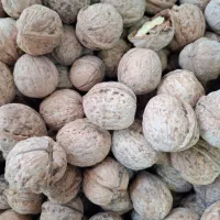 گردو درجه یک پوست کاغذی لرستان|خوردنی و آشامیدنی|تهران, ایرانشهر|دیوار