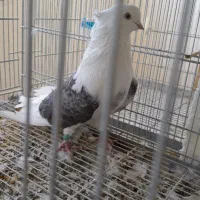 کبوتر دکور پشتار|پرنده|نقده, |دیوار