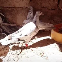 کبوتران سرور|پرنده|مبارکه, |دیوار