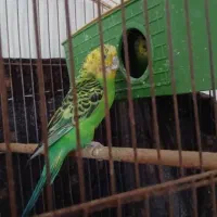 مرغ عشق انگلیسی