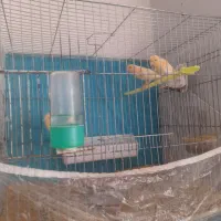 قناری سه ماه