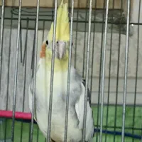 یه جفت عروس هلندی آماده برای جوجه کشی