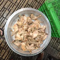 اشپزی و پخت انواع غذای نظری رایگان|خدمات پذیرایی، مراسم|تهران, امیریه|دیوار