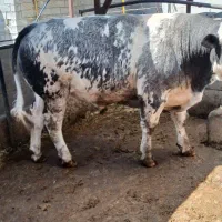 گوساله آبی بلژیکی