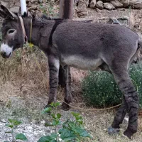 الاغ باری سواری گله ای