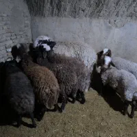 بره نر پرواری