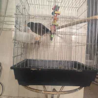 مرغ مینا