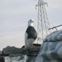 کبوتر|پرنده|یاسوج, |دیوار