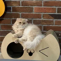 خونه گربه با اسکرچر