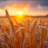 زمین از ما سرمایه از شما ...