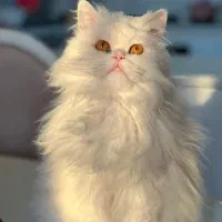 فروش  ۲ عدد گربه خانگی|گربه|تبریز, |دیوار