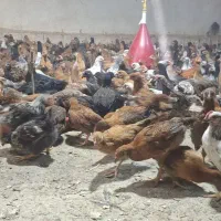 جوجه محلی|حیوانات مزرعه|کرمانشاه, |دیوار