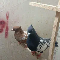 کبوتر‌دورنگ