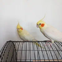 جفت عروس هلندی لوتینو